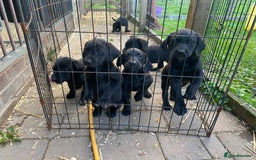 Labrador Retriever dogs for sale: 3 black labrador puppies  - Image 2