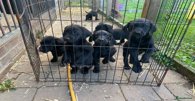 Labrador Retriever dogs - Advert 15