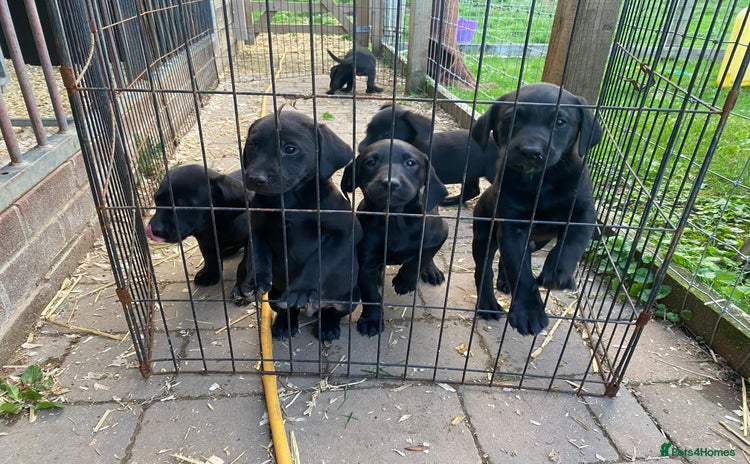 Labrador Retriever dogs - Advert 1