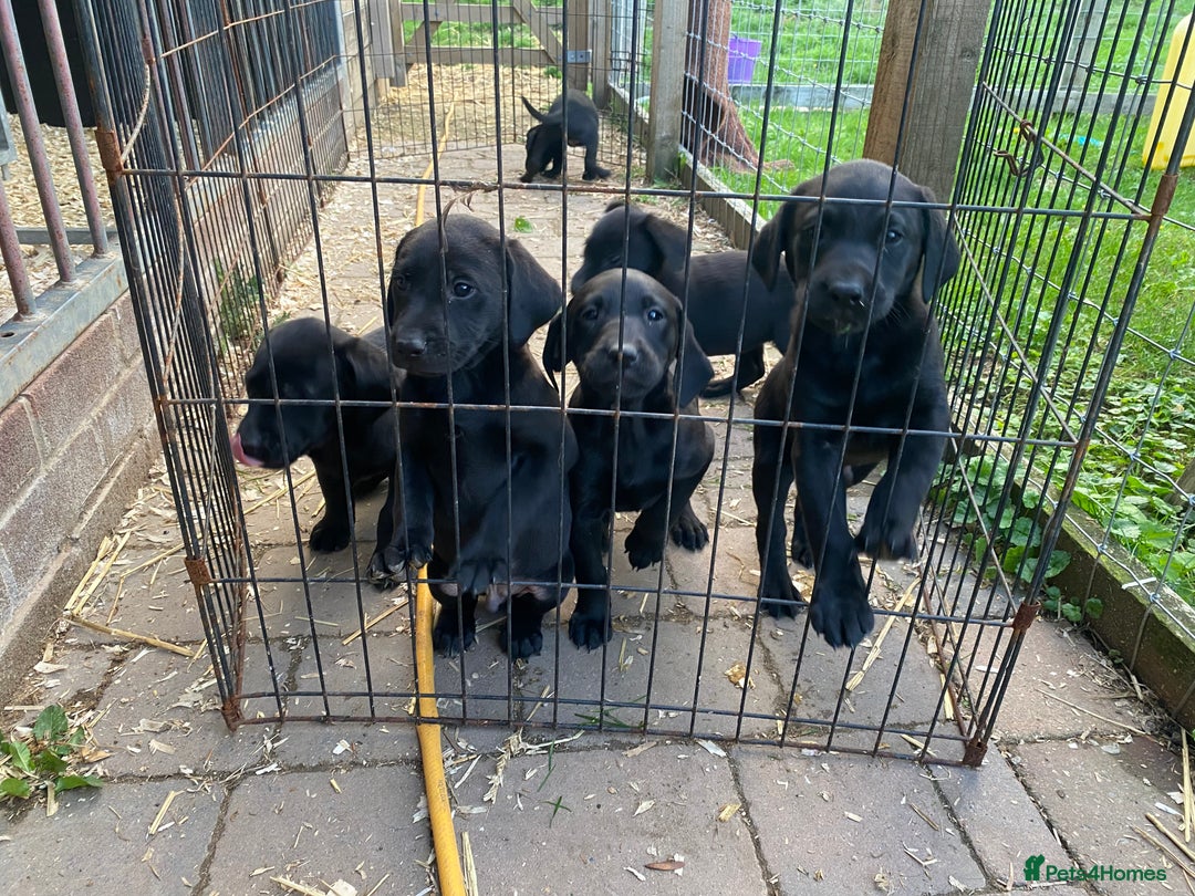 Labrador Retriever dogs for sale: 3 black labrador puppies  - Image 2