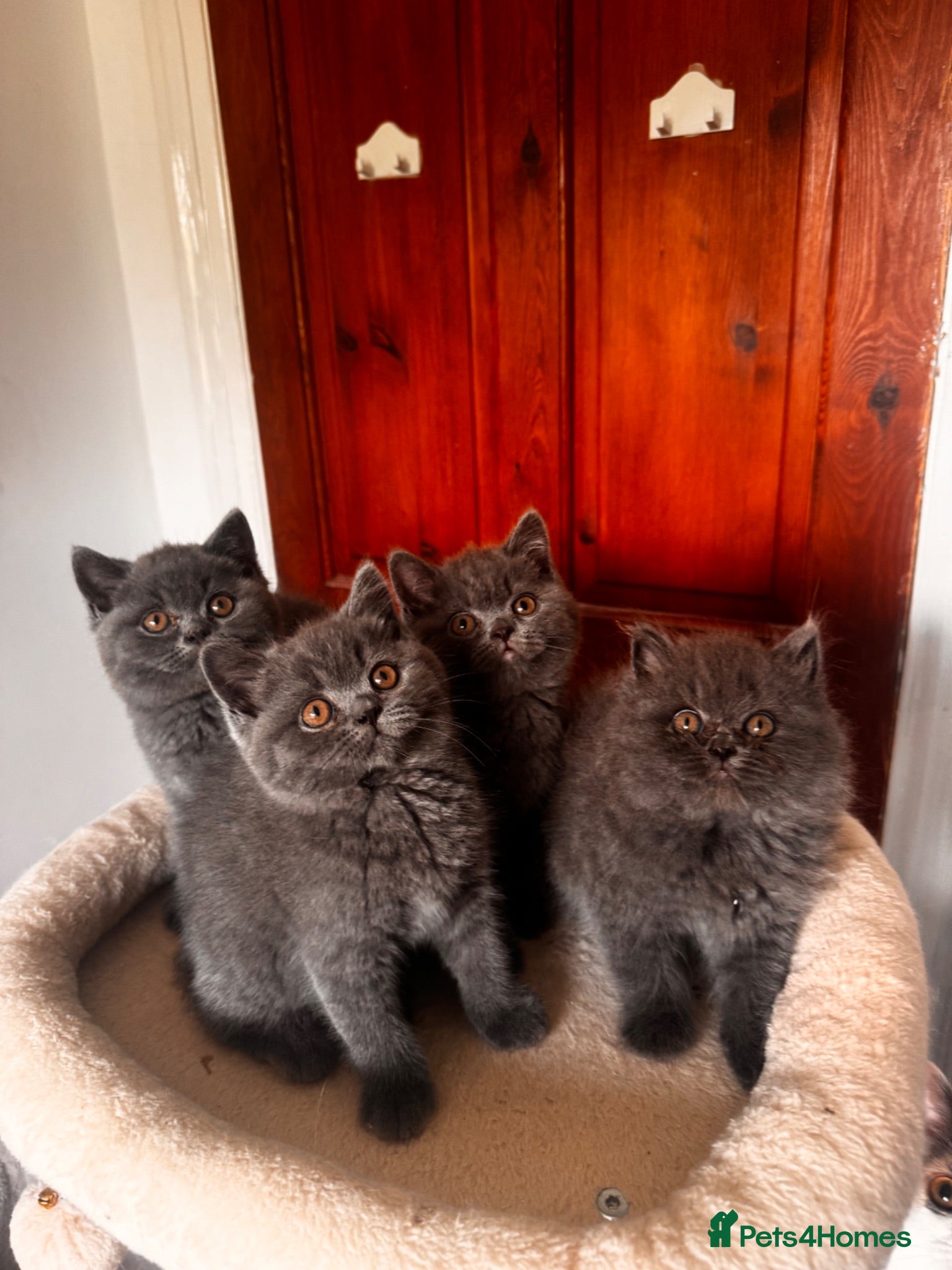 British Shorthair cats Gorgeous British shorthair kittens🏆🏆 - Advert 7