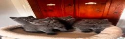 British Shorthair cats for sale: Gorgeous British shorthair kittens🏆🏆 - Advert 1