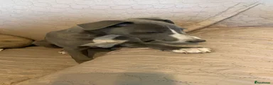 Whippet Puppy 2