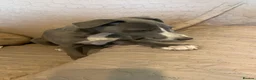 Whippet dogs for sale: Beautiful k.c. whippet puppies in Doncaster - Advert 7