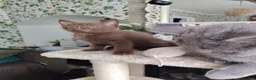 British Shorthair cats for sale: Beautiful chocolate kitten - Advert 7