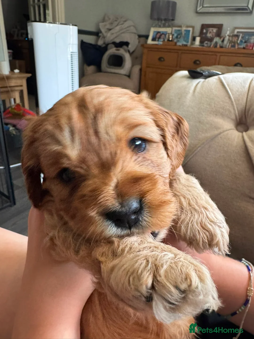 Cockapoo dogs for sale: Beautiful cockapoos in Northampton - Advert 2