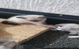 Ragdoll cats for sale: 3 quarters RAGDOLL KITTENS FOR SALE £150 - Image 38
