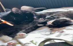 British Shorthair cats for sale: Kittens for sale - Image 6