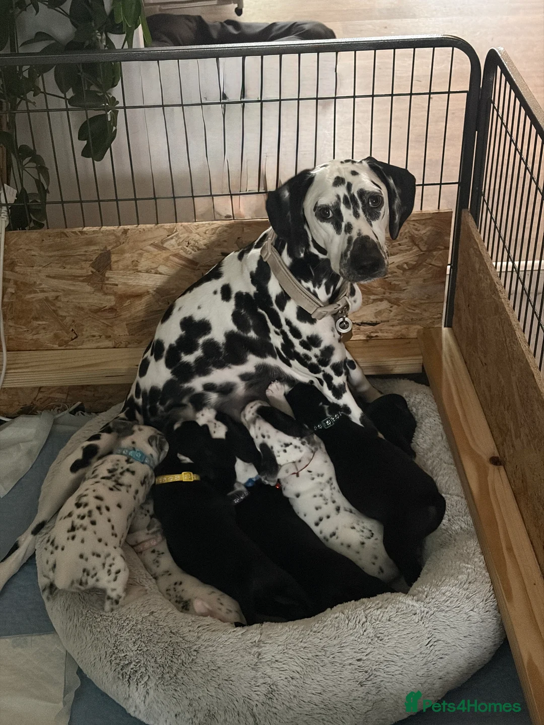 Mixed Breed dogs for sale: BEAUTIFUL DALMATIAN CROSS BOXER PUPPIES  - Advert 1