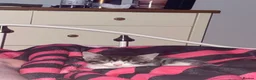 British Shorthair cats for sale: Two white and grey kittens  - Advert 2