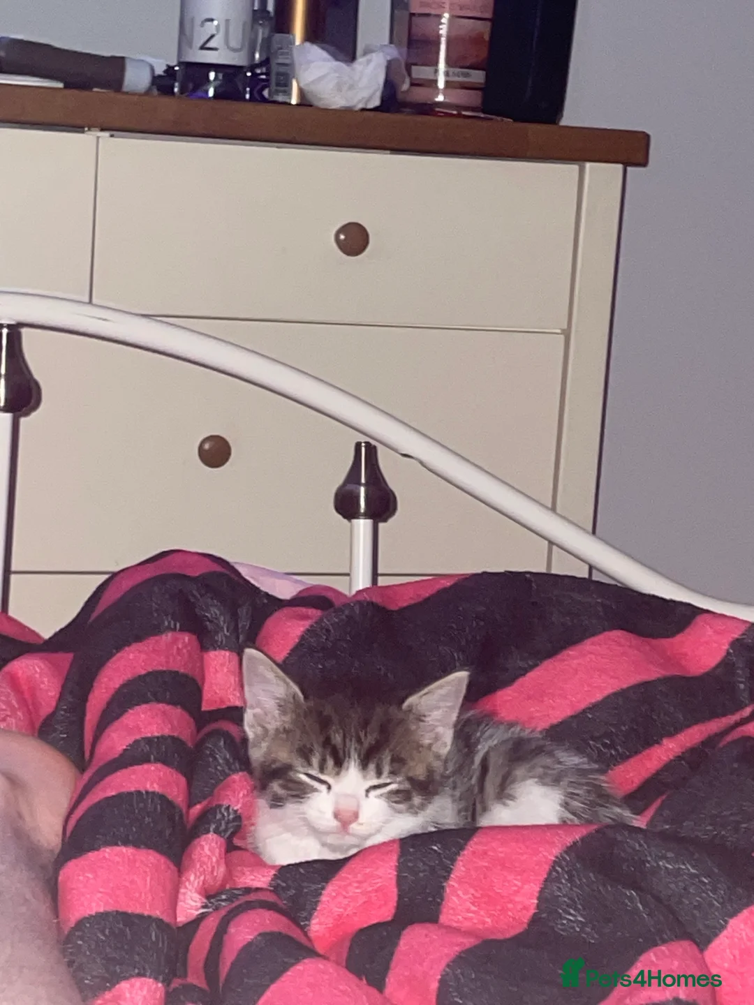 British Shorthair cats for sale: Two white and grey kittens  - Advert 2