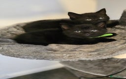 British Shorthair cats for sale: BSH kittens 💙🖤 - Image 6