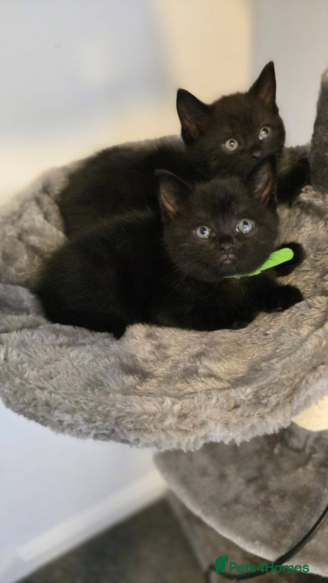 British Shorthair cats for sale: BSH kittens 💙🖤 - Image 6