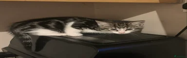 Mixed Breed Kitten 3