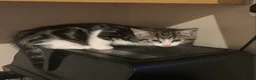 Mixed Breed cats for sale: Kittens looking for a loving home  - Advert 4