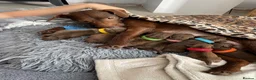 Patterdale Terrier dogs for sale: Chocolate Patterdale Terrier Puppies for sale in Barnsley - Advert 5