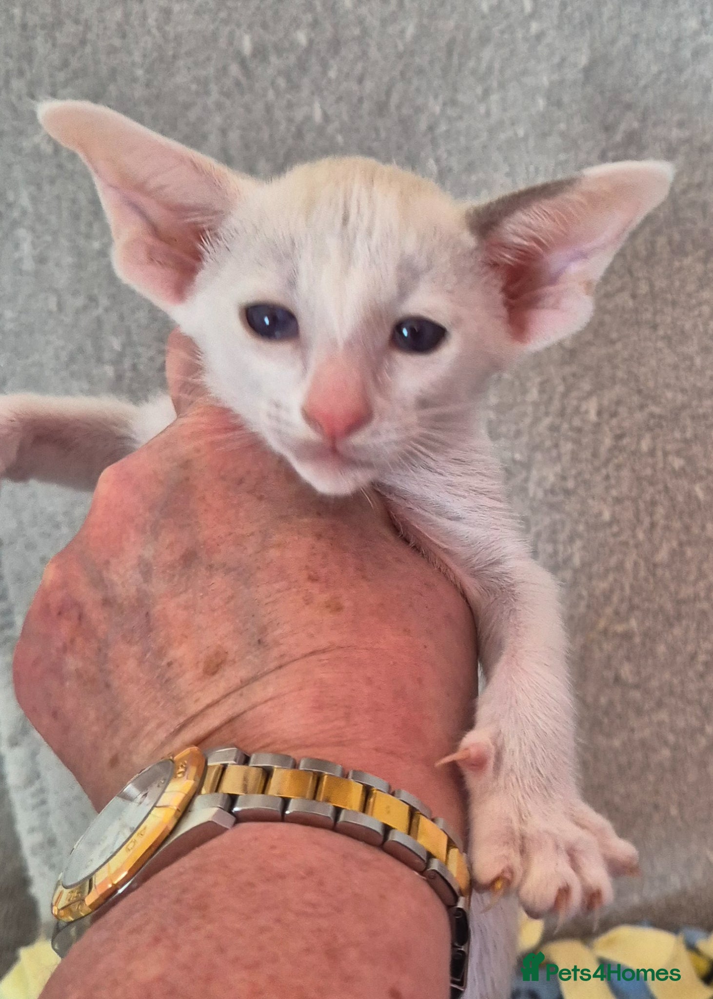 Oriental cats 2 Beautiful Oriental Shorthair Girls  - Advert 1