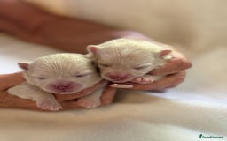 Pomeranian dogs for sale: BEAUTIFUL POMERANIAN PUPPIES  - Image 10