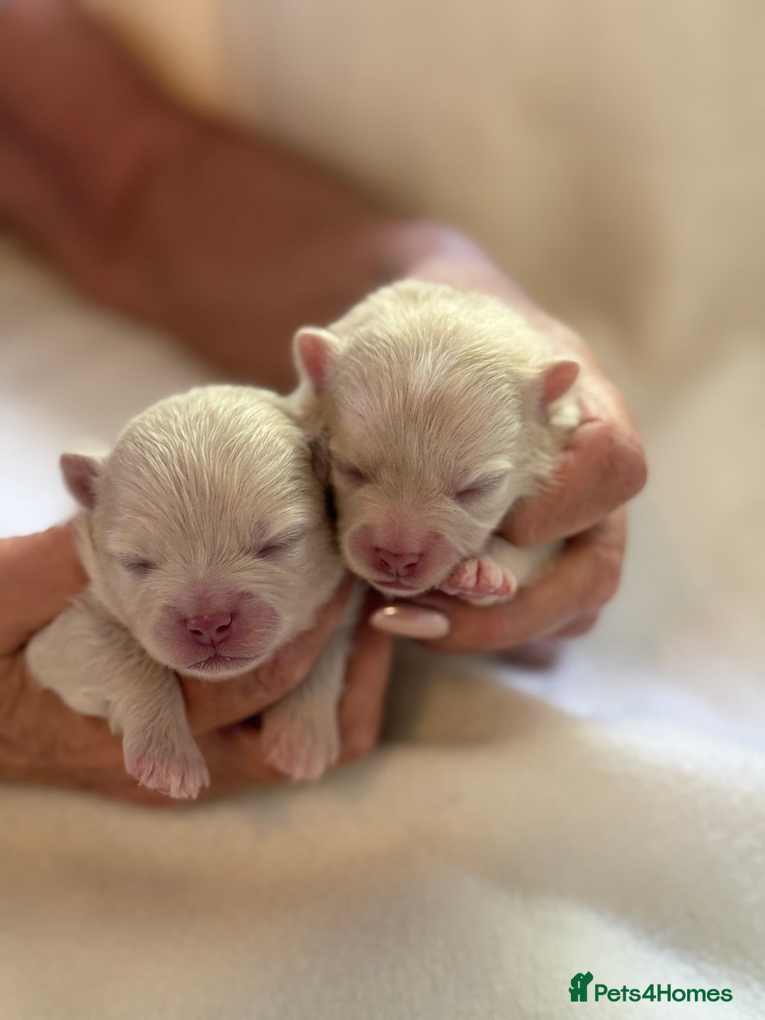Pomeranian dogs for sale: BEAUTIFUL POMERANIAN PUPPIES  - Image 10