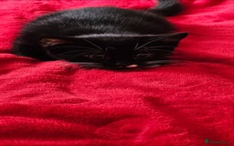 Mixed Breed cats for sale: Playful male kitten - Image 2