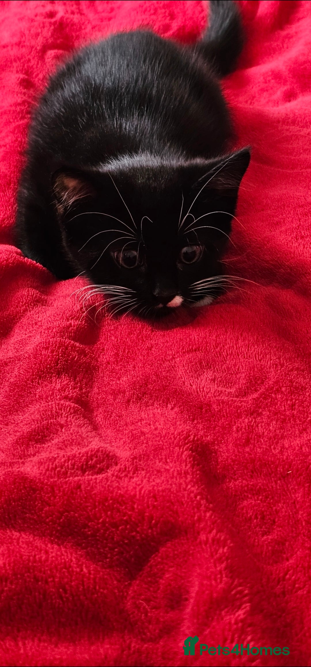 Mixed Breed cats for sale: Playful male kitten - Image 2