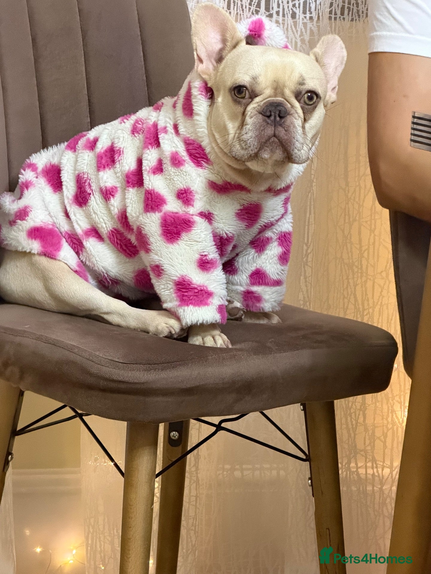 French Bulldog dogs French Bulldog Puppies – 3 Girls & 1 Boy 🐾💕 - Advert 1