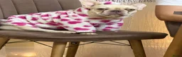French Bulldog dogs for sale: French Bulldog Puppies – 3 Girls & 1 Boy 🐾💕 - Advert 1