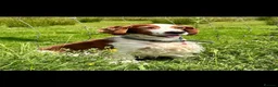 Welsh Springer Spaniel dogs for sale: Beautiful Welsh Springer Spaniel Puppies For Sale - Advert 7