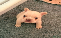 French Bulldog dogs for sale: French Bulldog Puppies - Advert 16