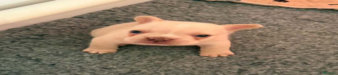 French Bulldog Puppy 7