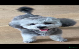 Mixed Breed dogs for sale: Rare SILVER 3/4 Asian Poodle puppies  - Image 6