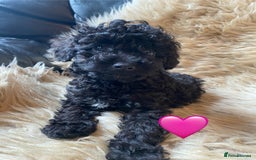 Miniature Poodle dogs for sale: Last little girl miniture poodle,ready now. - Image 10