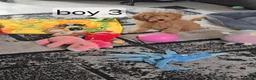 Cavapoo dogs for sale: BOYS ONLY cavapoo pups ready to leave  - Advert 12