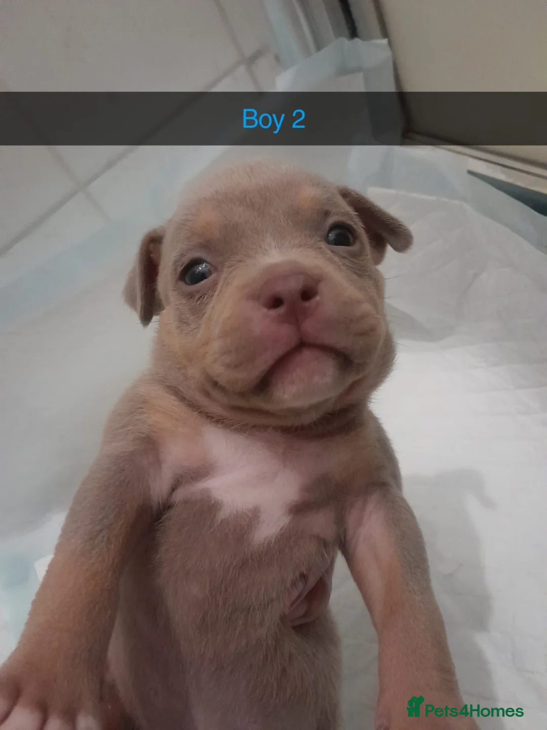 American Bully dogs for sale: American POCKET Bully - Advert 18