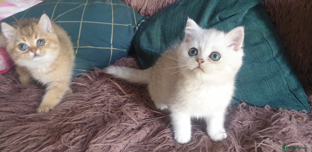 British Shorthair cats for sale: Stunning GCCF British Shorthair Kittens. - Image 10