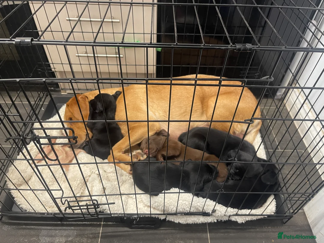 Springador dogs for sale: Mixed breed Springador puppies - Advert 1