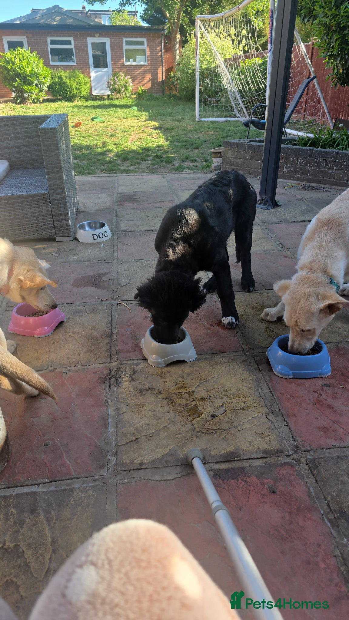 Mixed Breed dogs Fully Trained and Vaccinated Sheprador pups ✨️ - Advert 3