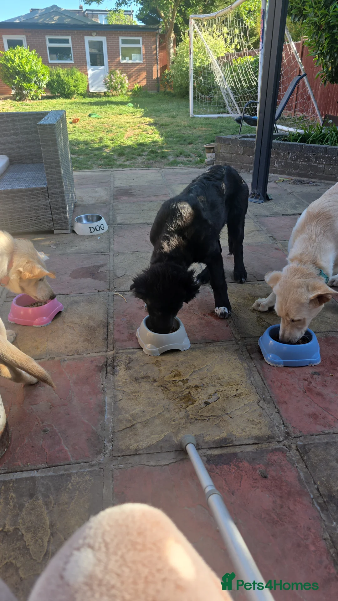 Mixed Breed dogs for sale: Fully Trained and Vaccinated Sheprador pups ✨️ - Advert 1