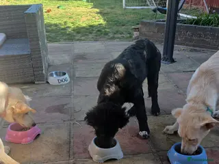 Mixed Breed dogs Fully Trained and Vaccinated Sheprador pups ✨️ - Advert 1
