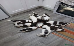 English Springer Spaniel dogs for sale: Springer spaniel  - Advert 3