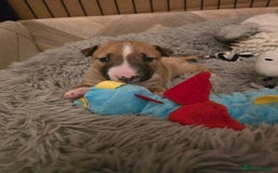 Miniature Bull terrier dogs for sale: Miniature Bull Terrier  - Image 11