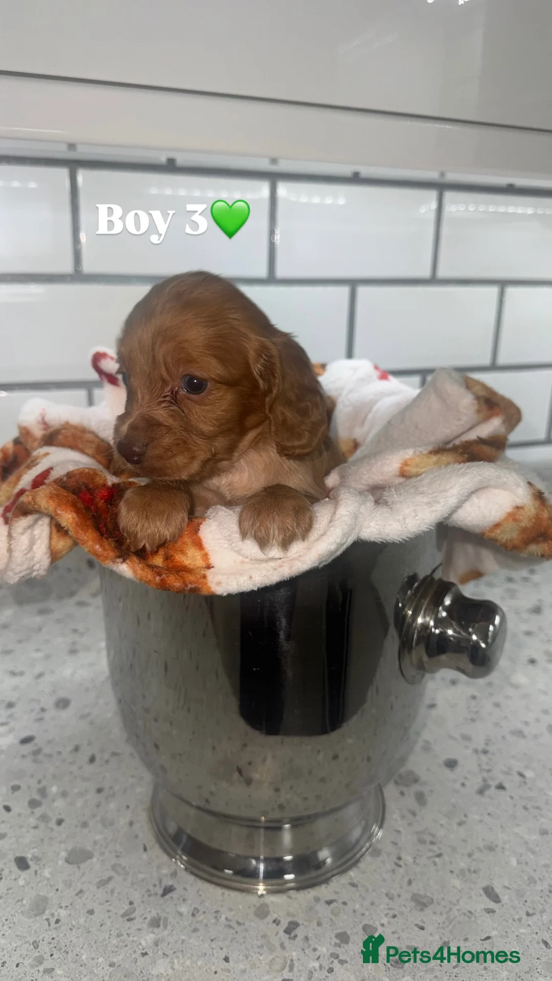 Cocker Spaniel dogs for sale: Cocker Spaniel Puppies.  - Advert 21