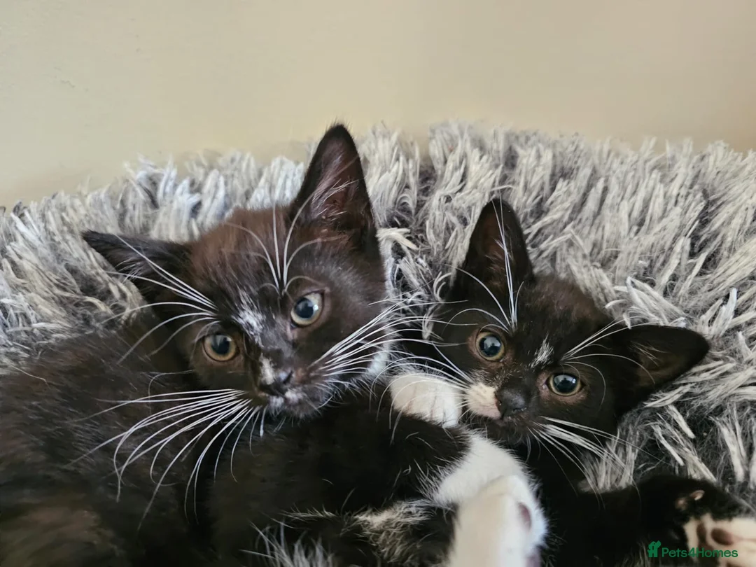 Domestic Shorthair cats for adoption: Bonded pair of rescue kittens ready for new home - Advert 1