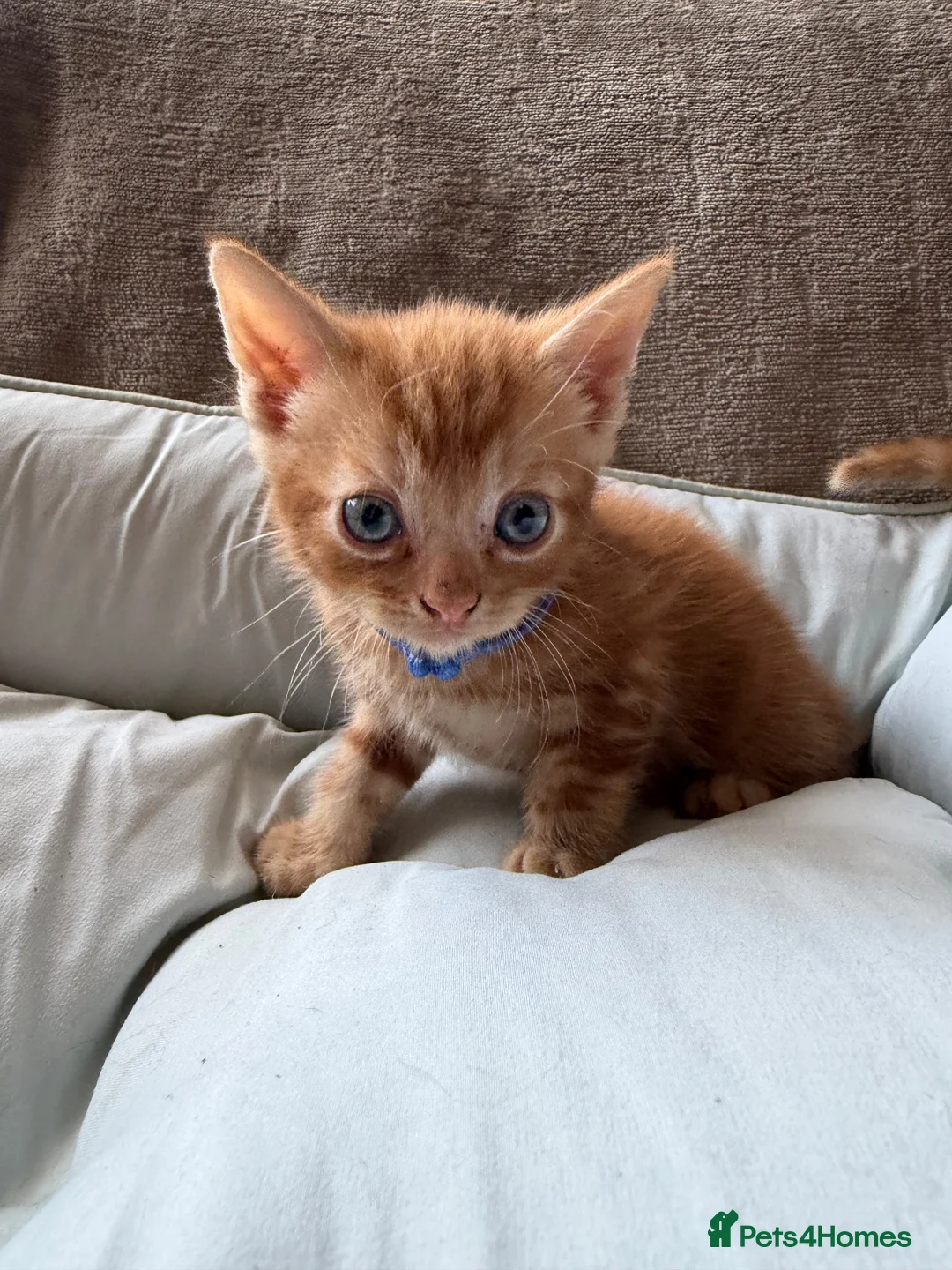British Shorthair cats for sale: Gorgeous Ginger Kittens - Ready to leave in Mansfield - Advert 22