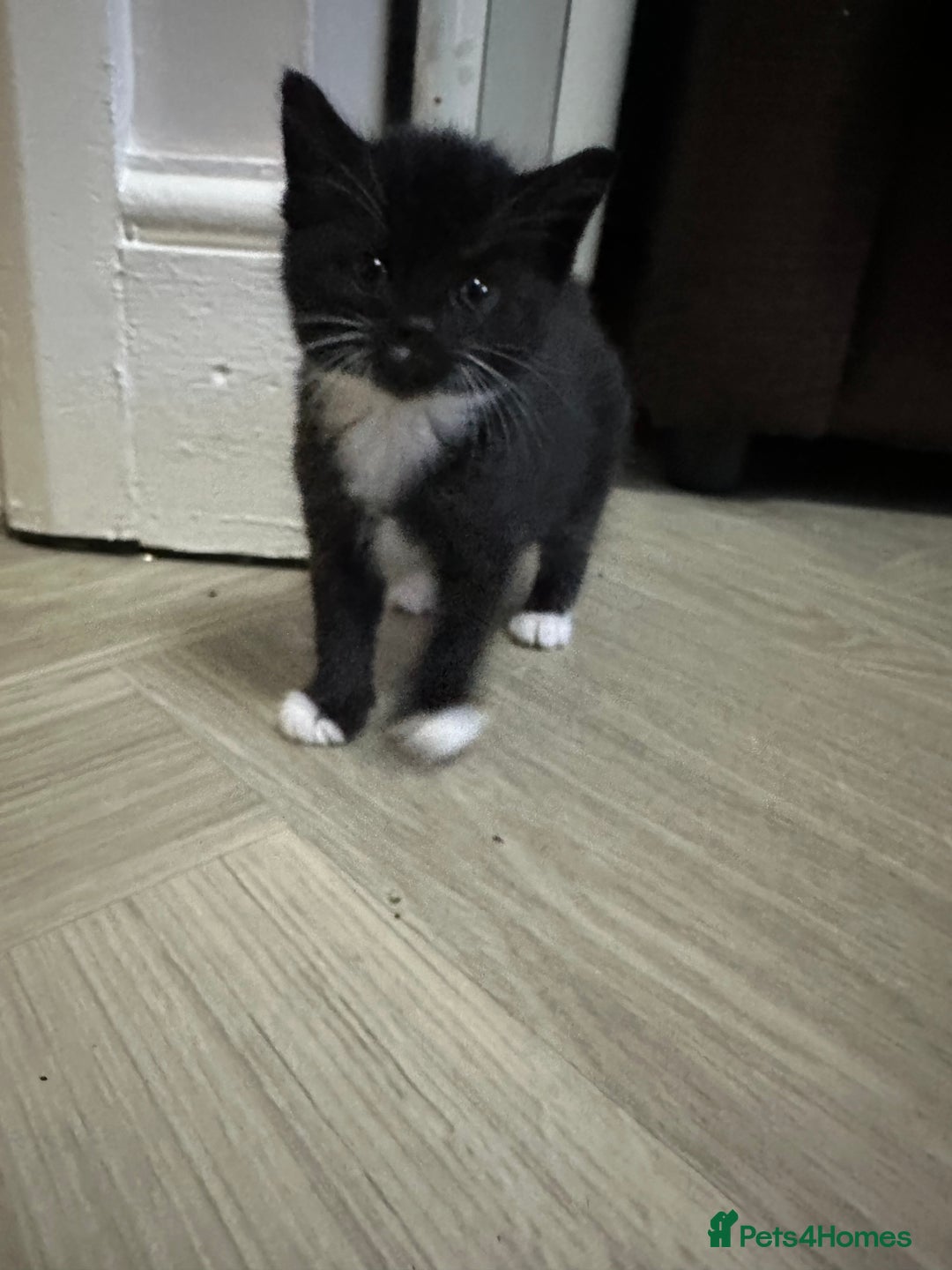 Mixed Breed cats for sale: 2 Black with a little bit of white cats (sisters) - Advert 6