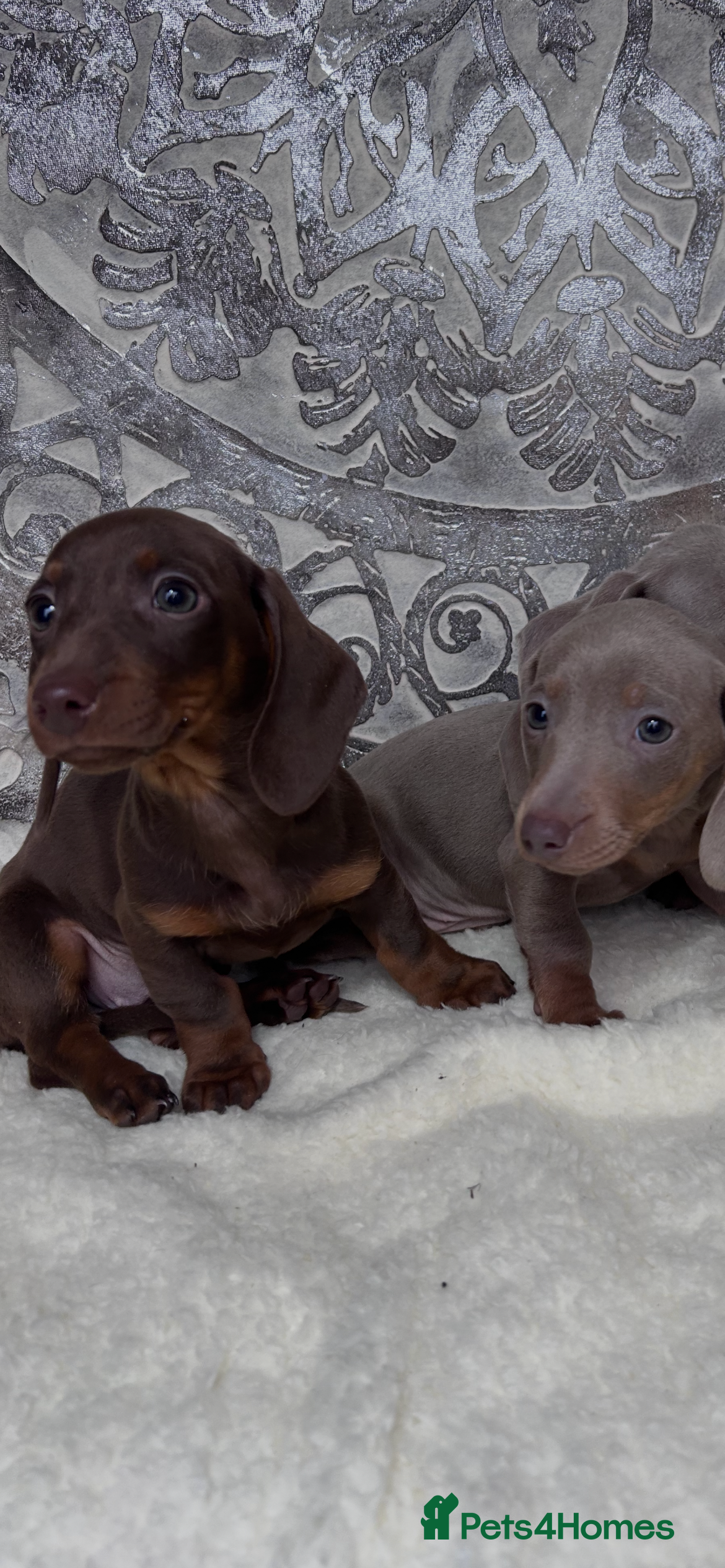 Miniature Dachshund dogs Ready now miniature dachshund pups - Advert 2