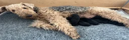 Airedale Terrier dogs for sale: Airedale pups  in Liverpool - Advert 5