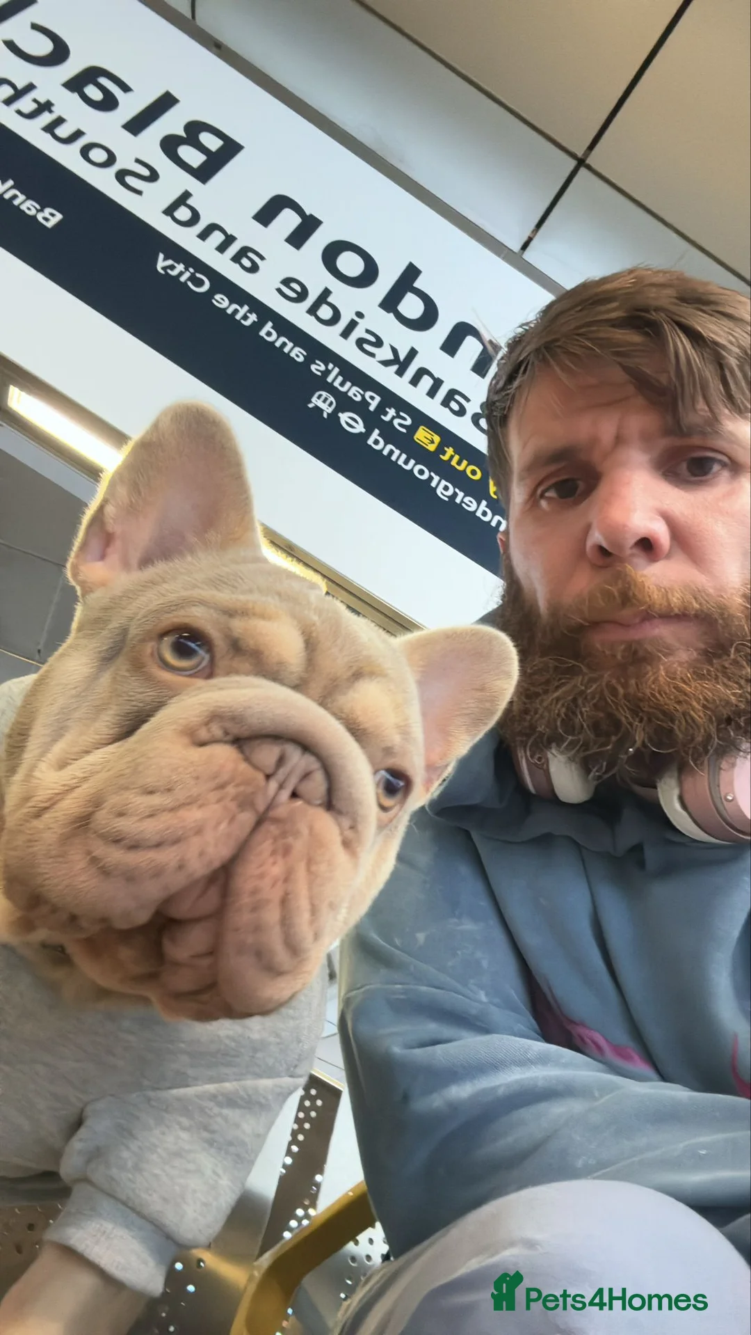 French Bulldog dogs for stud: Sharky  in Stevenage - Advert 4