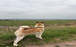 Akita dogs for sale: Japanese Akita Pedigree - Image 4
