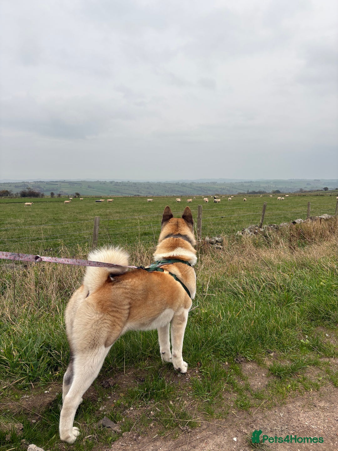 Akita dogs for sale: Japanese Akita Pedigree - Image 4